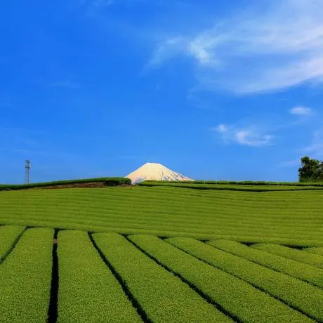 茶畑