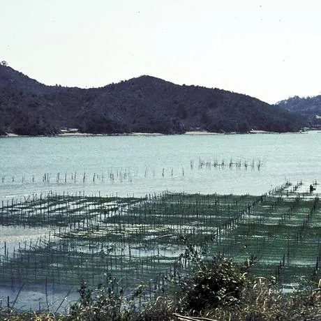 海の養殖いかだ
